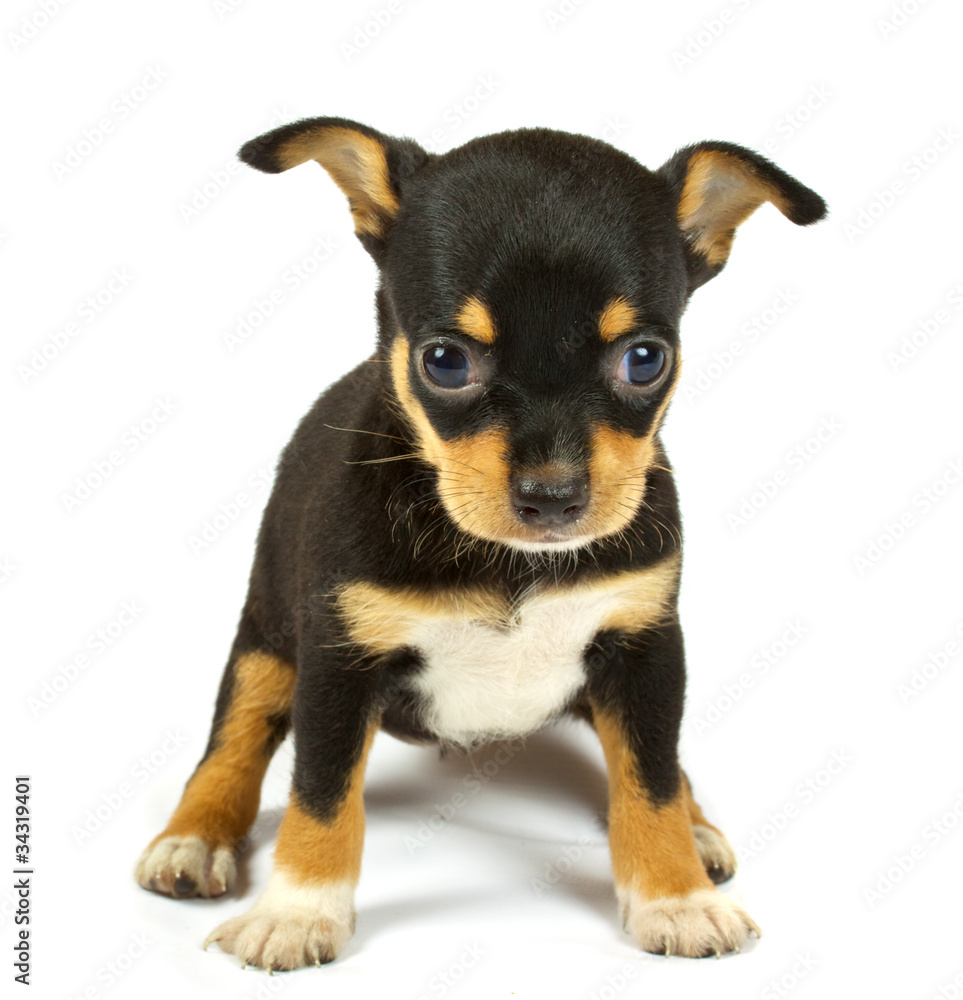 small chihuahua puppy small chihuahua puppy