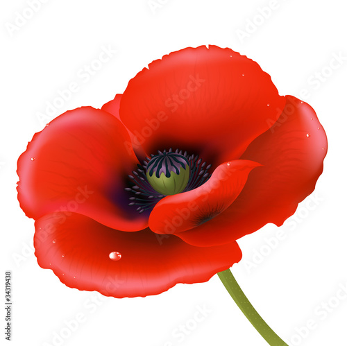 Red Poppy