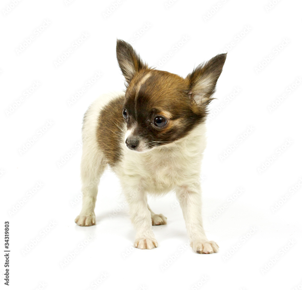 Chihuahua small puppy