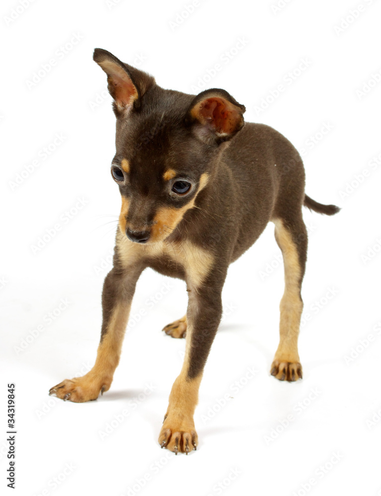 small chihuahua puppy small chihuahua puppy
