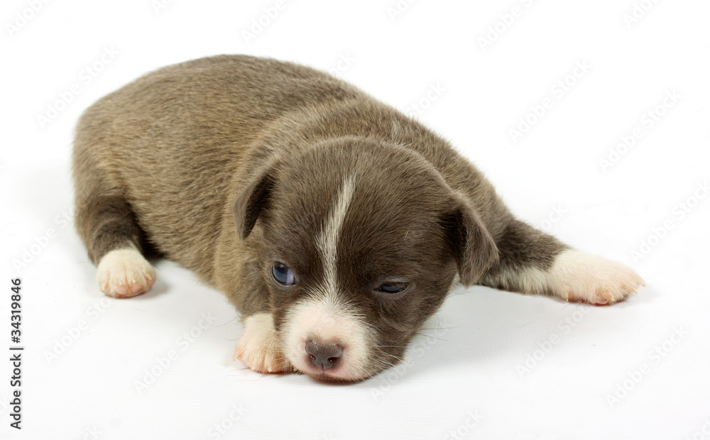 Fototapeta premium small chihuahua puppy