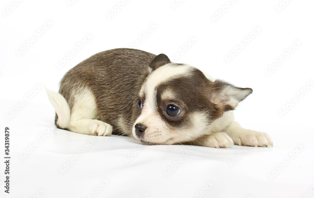 small chihuahua puppy