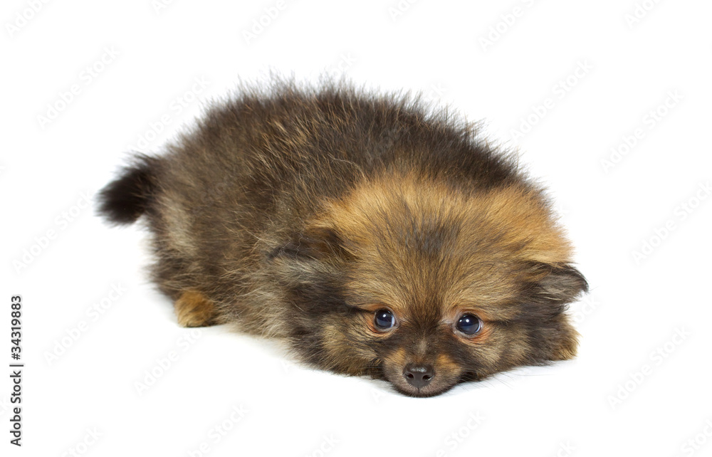 small chihuahua puppy small chihuahua puppy