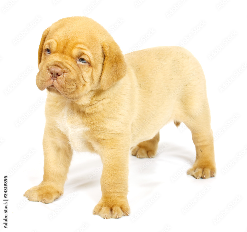 Bordeaux dog puppy