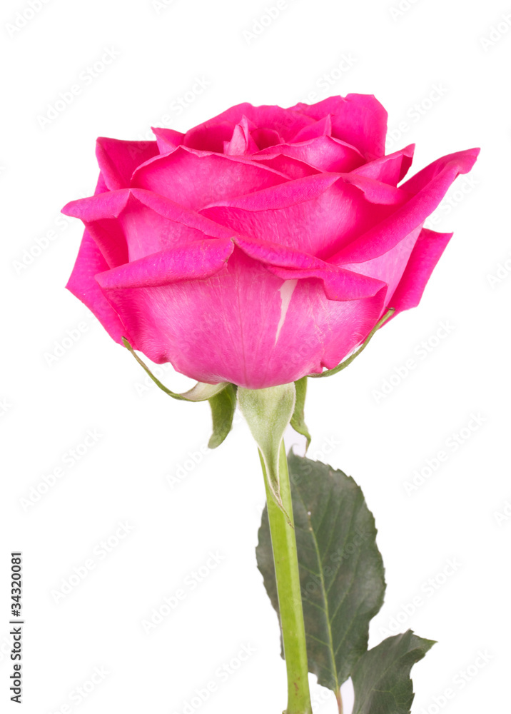 one flower pink roses one flower pink roses