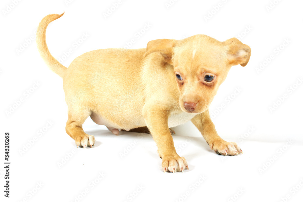 small chihuahua puppy