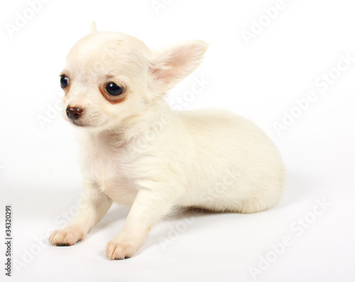 small chihuahua puppy © Andrei Starostin