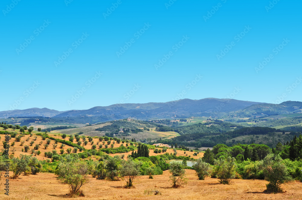 Olive Plantation