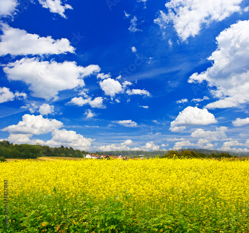 rapeseed field over cloudy blue sky. european landscape