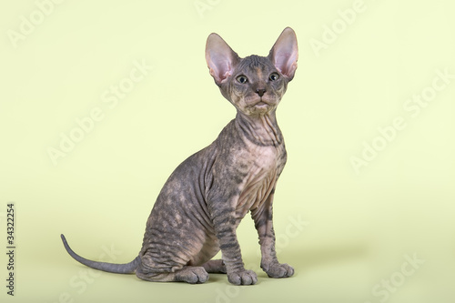 Tableau sur toile Don Sphynx Kitten 17841