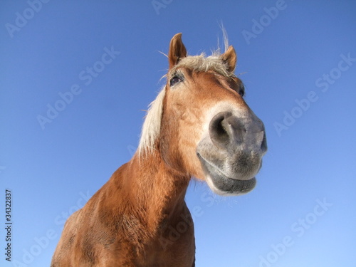 Pferd aus Froschperspektive © Dirk70