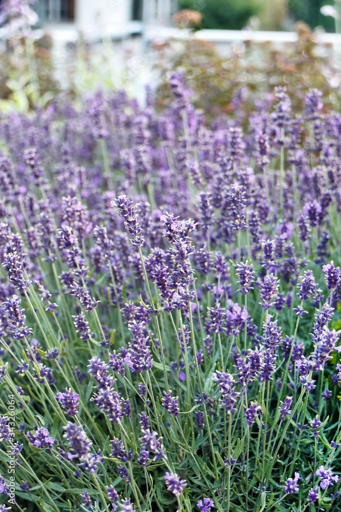 Obraz premium Lavender in the summer