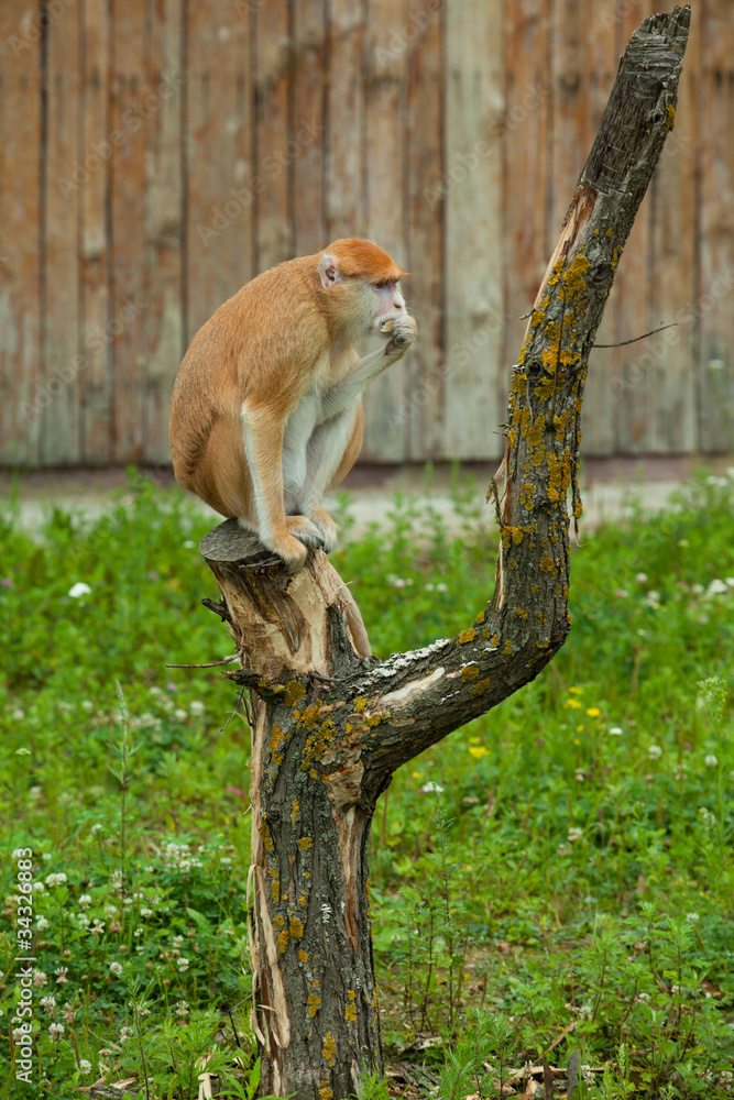 monkey sitting on tree and eating