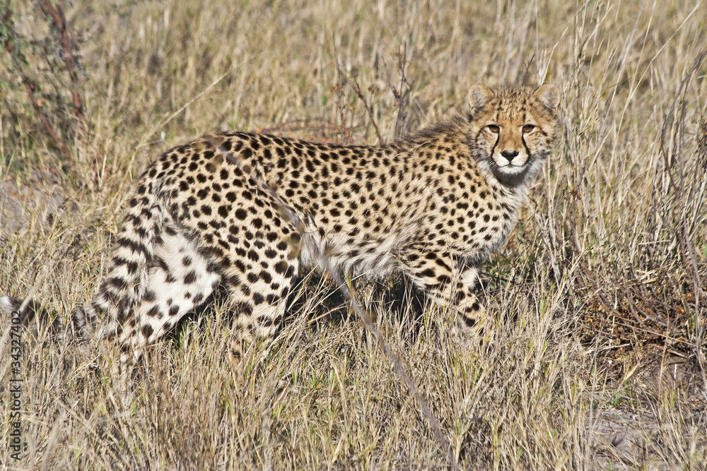 Cheetah (Acinonyx jubatus soemmeringii) in the Okavango