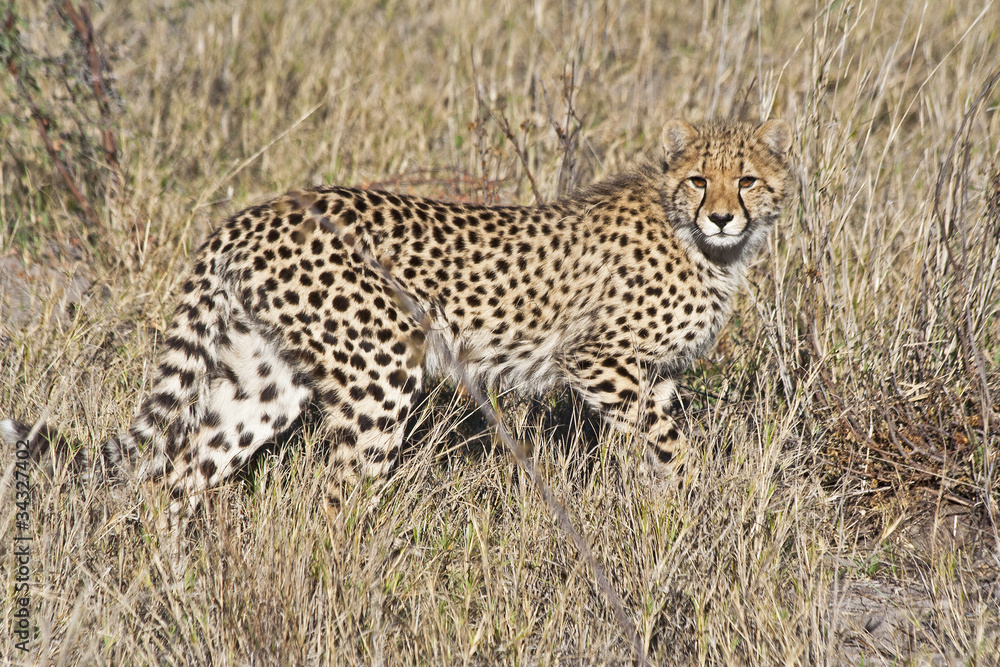 Cheetah (Acinonyx jubatus soemmeringii) in the Okavango Cheetah (Acinonyx jubatus soemmeringii) in the Okavango