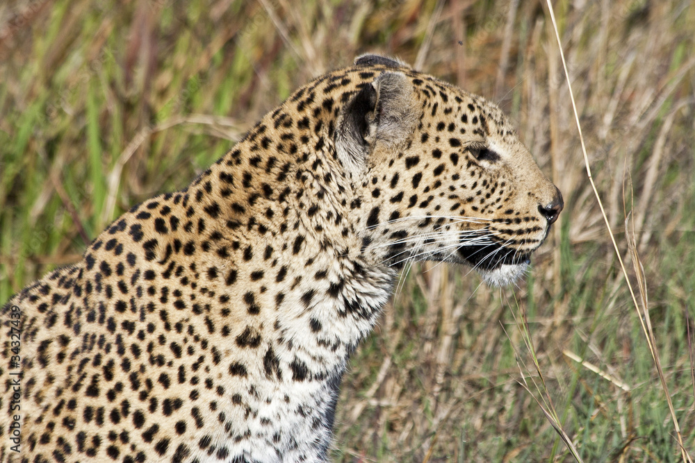 Leopard (Panthera pardus) in the Okavango Delta, Botswana Leopard (Panthera pardus) in the Okavango Delta, Botswana