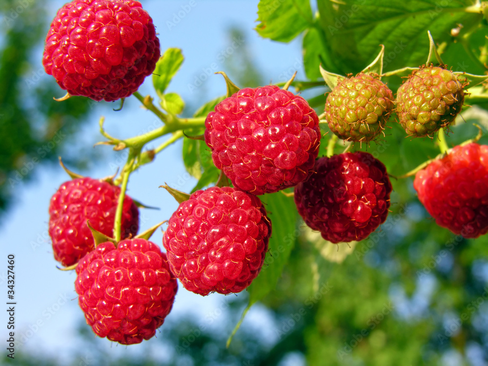 ripe raspberry ripe raspberry