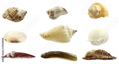 Collection of seashells isolated on white
