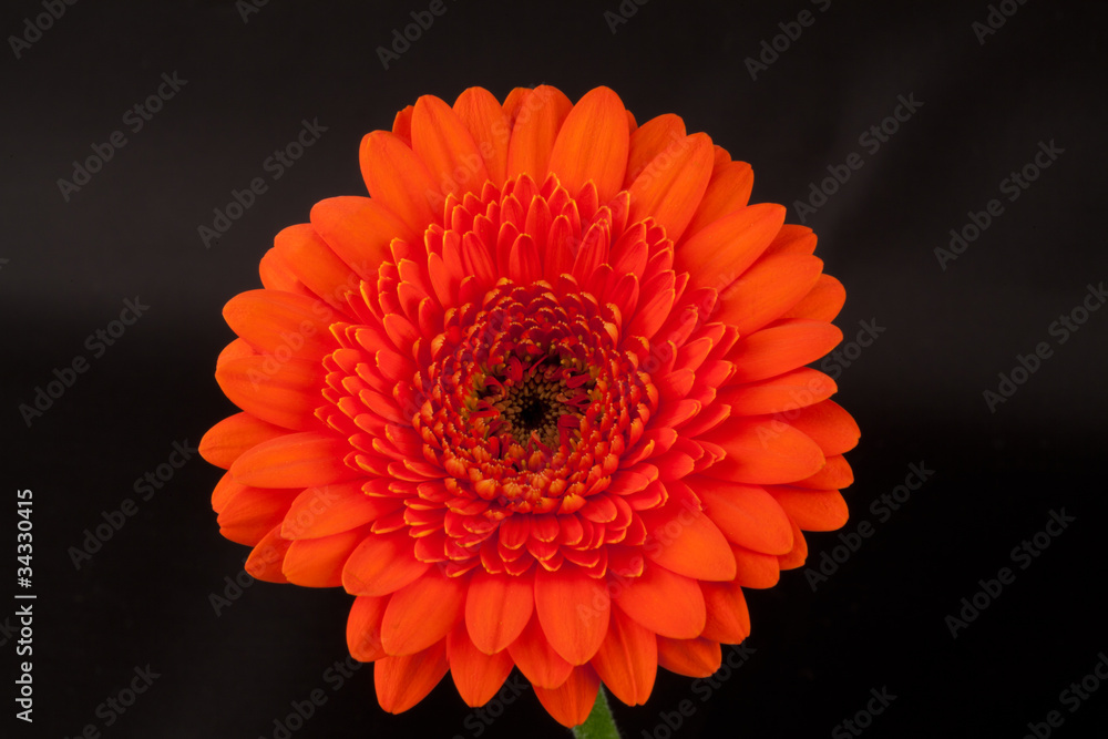Orange Gerbera Orange Gerbera