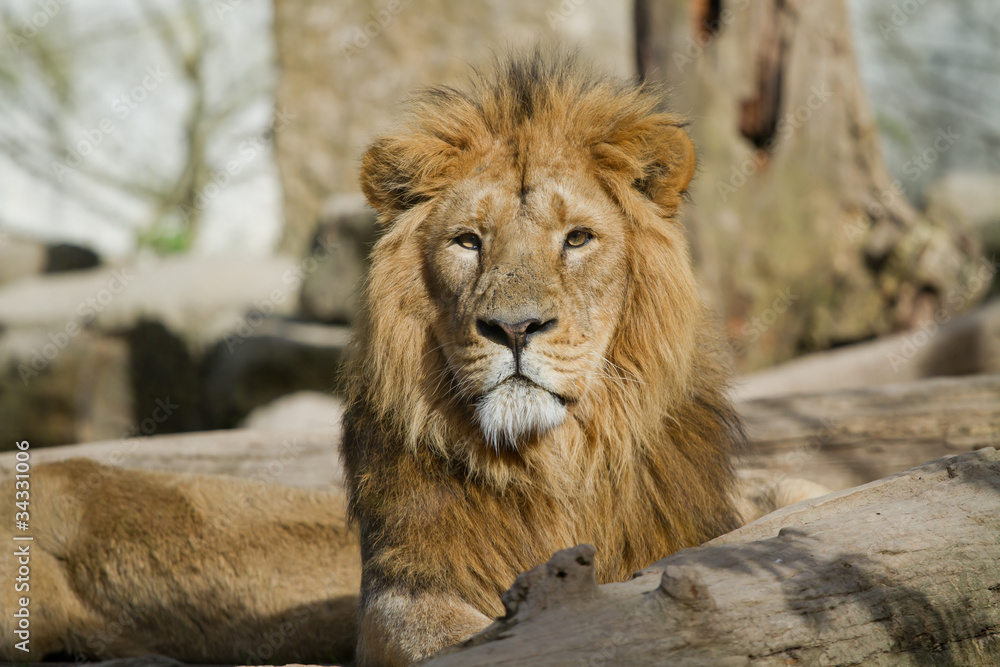 Fototapeta premium Lion d'asie surveille