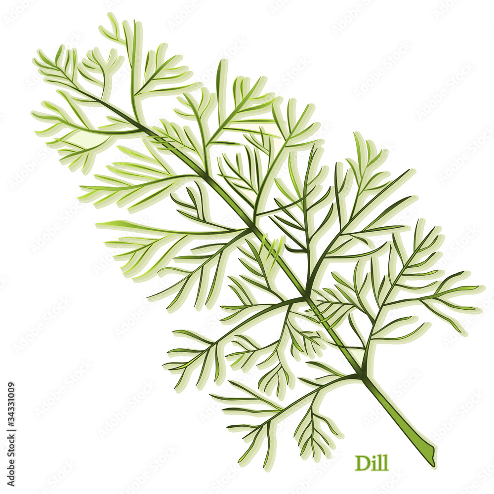 Fototapeta premium Dill Herb