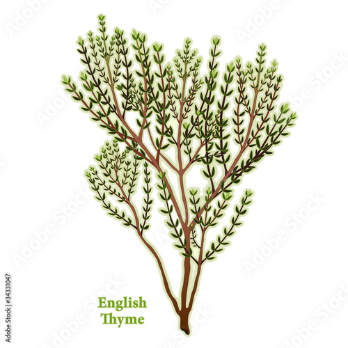 English Thyme Herb