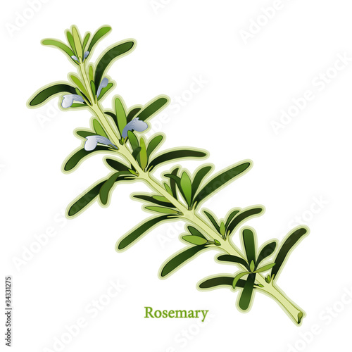 Rosemary Herb