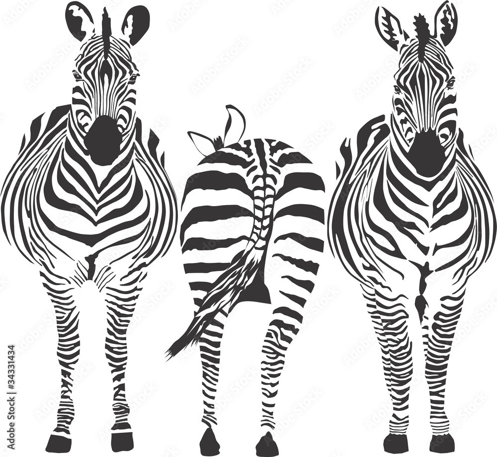 Zebras - obrazy, fototapety, plakaty 