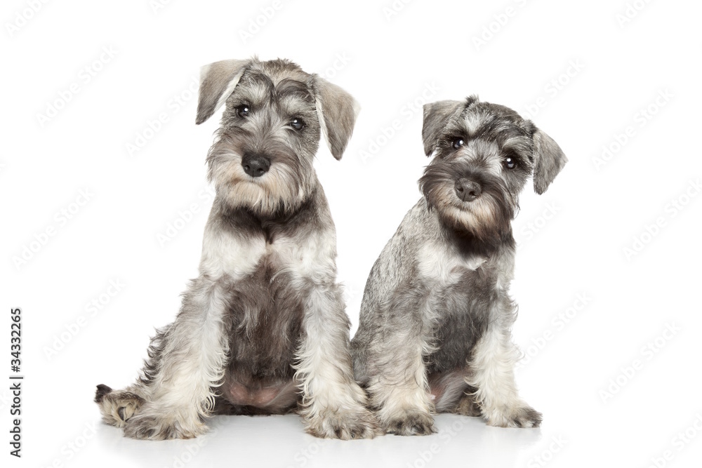 Miniature schnauzer puppies on white background