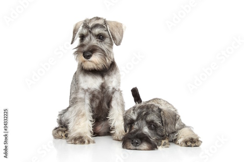 Fototapeta Naklejka Na Ścianę i Meble -  Miniature schnauzer puppies on white background