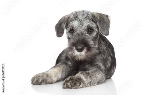 Fototapeta Naklejka Na Ścianę i Meble -  Standard schnauzer puppy on white