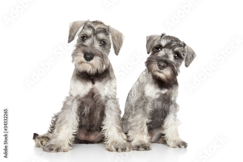 Obraz na płótnie Miniature schnauzer puppies on white background