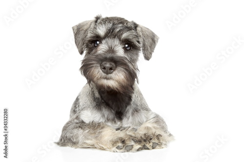 Miniature schnauzer puppy photo