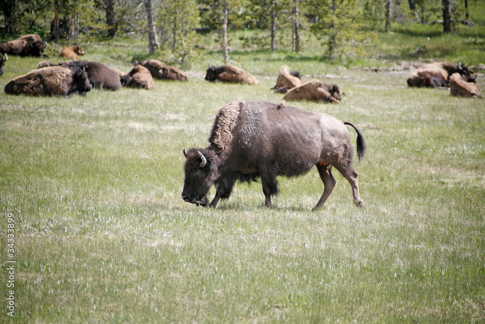 wildlife of baffalos in yellowstone nation park wildlife of baffalos in yellowstone nation park