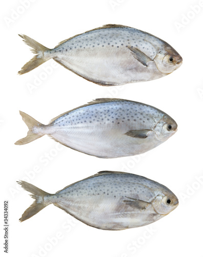 Fresh raw fish collection isolated on white background