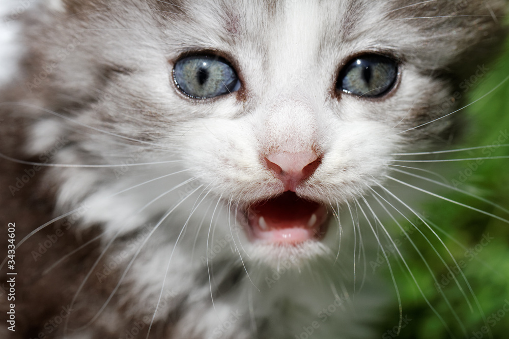Kitten. Kitten.