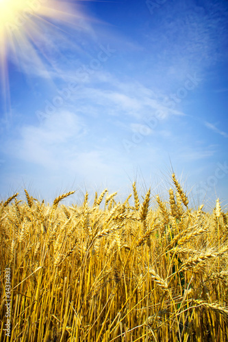 Golden  ripe wheat against blue sky background.