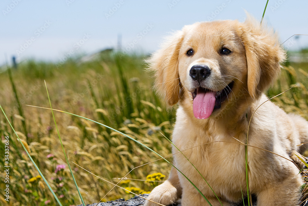 Golden Retriever Puppy with tongue hanging out. - obrazy, fototapety, plakaty 