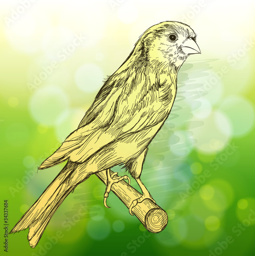 sketch of a canary bird sitting on a branch