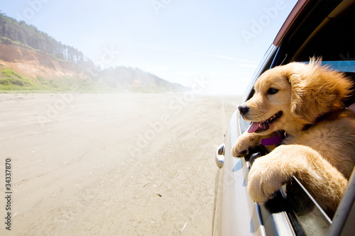 Puppy looking out the window of a car