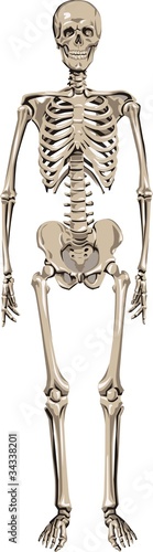 human skeleton