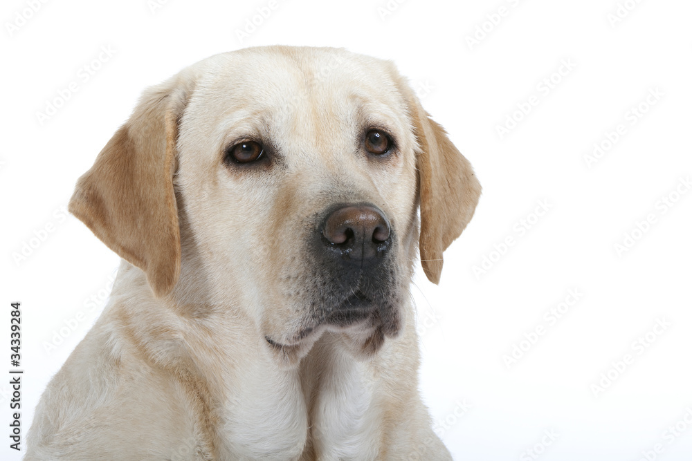 portrait de retriever - tête de labrador sable