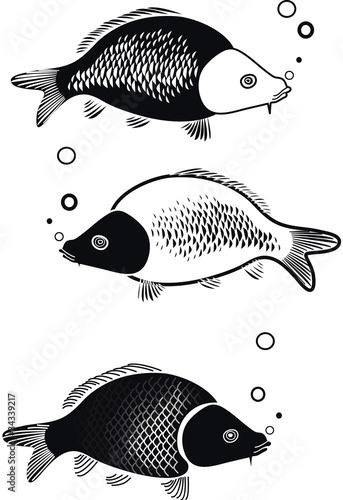 illustration of Carp