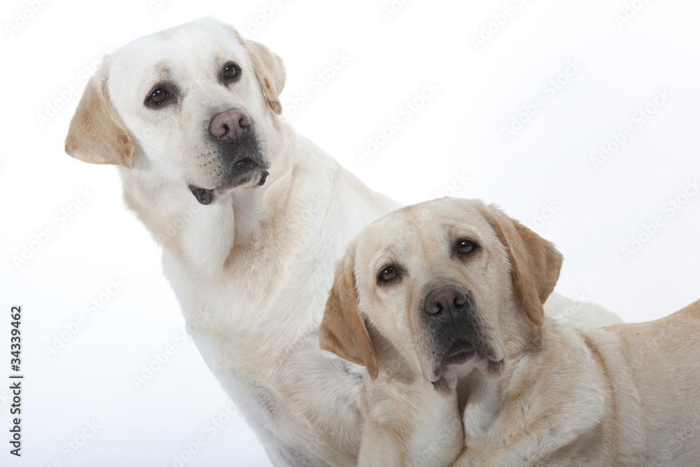 portrait d'un couple de labrador sable portrait d'un couple de labrador sable