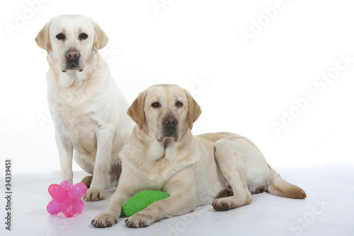 deux labradors et leurs jouets
