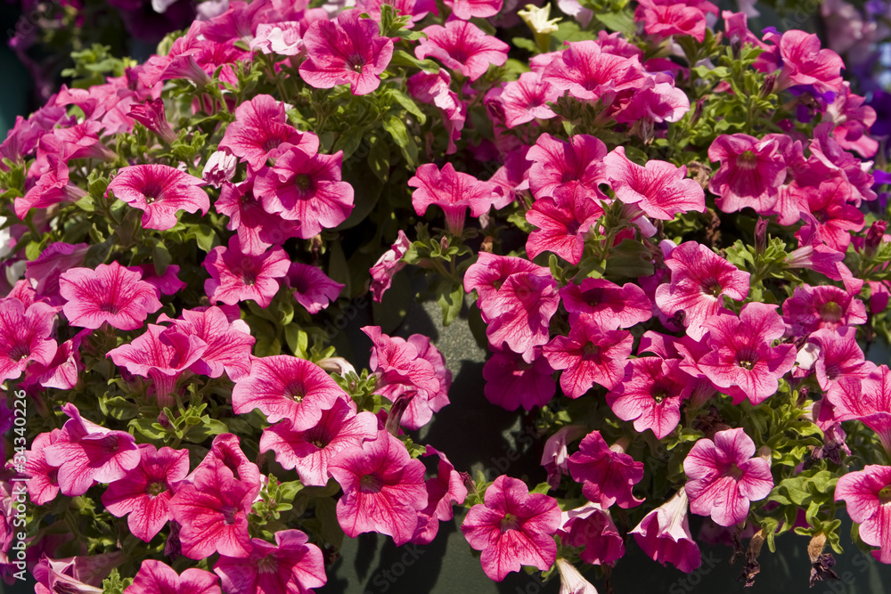 Pink petunia Pink petunia