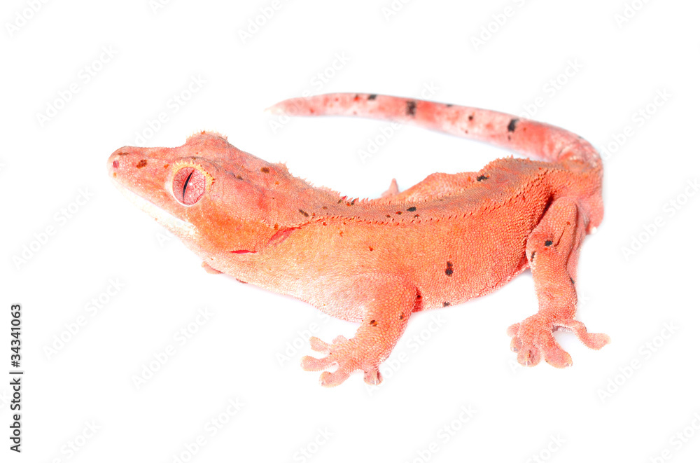 Fototapeta premium crested gecko