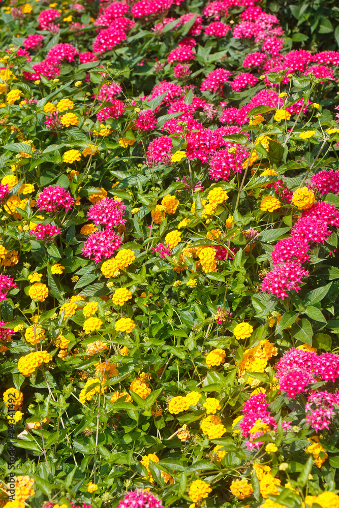 Yellow and Pink Flowers in Garden