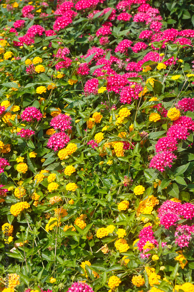 Obraz premium Yellow and Pink Flowers in Garden