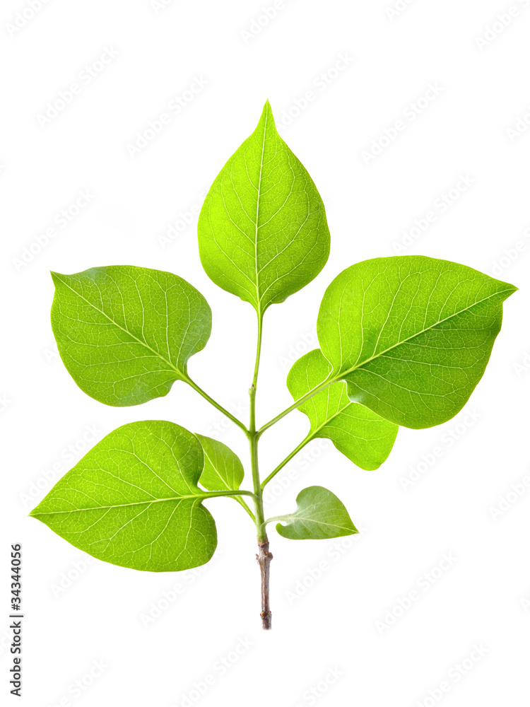 green leaves green leaves
